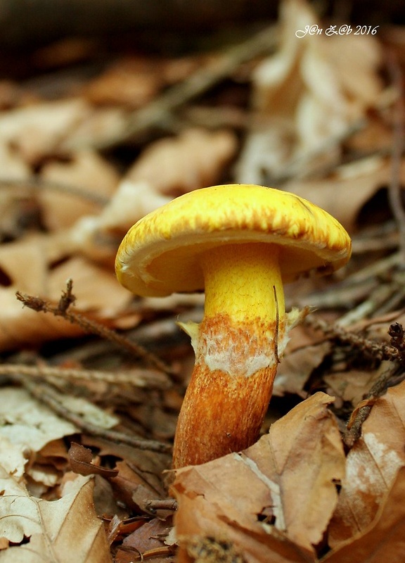 masliak smrekovcový Suillus grevillei (Klotzsch) Singer