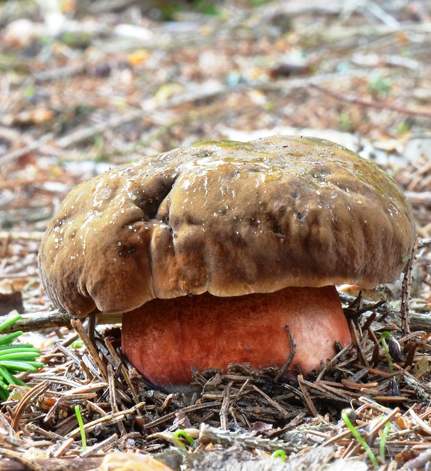 hríb zrnitohlúbikový Sutorius luridiformis (Rostk.) G. Wu & Zhu L. Yang