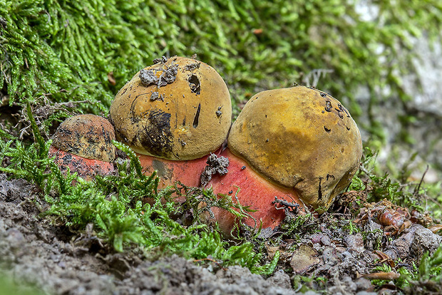 hríb zrnitohlúbikový Sutorius luridiformis (Rostk.) G. Wu & Zhu L. Yang