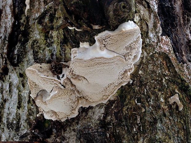 trúdnikovec voňavý Trametes suaveolens (L.) Fr.