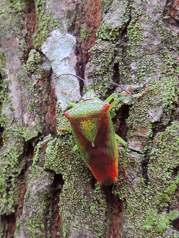 bzdocha stromová / kněžovka stromová Acanthosoma haemorrhoidale Linnaeus, 1758