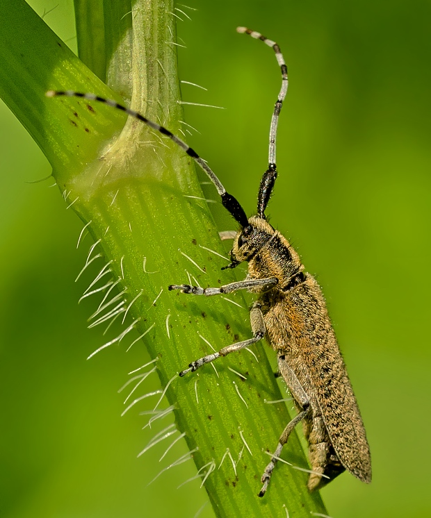 vrzúnik úzkoštíty Agapanthia villosoviridescens