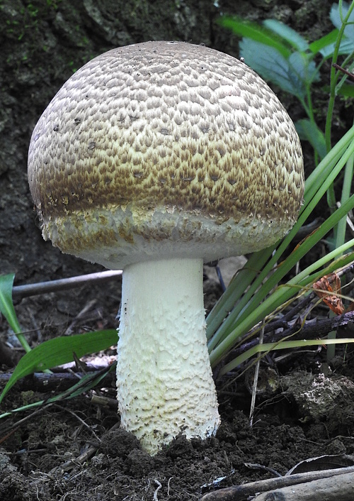 pečiarka obrovská Agaricus augustus Fr.