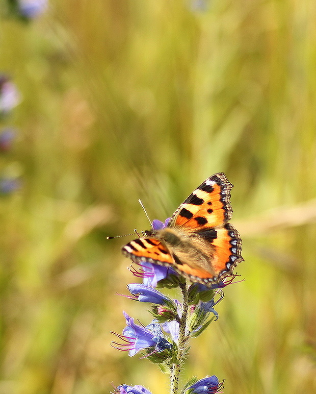 babôčka pŕhlavová Aglais urticae