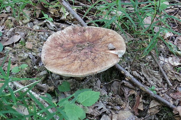 muchotrávka červenkastá Amanita rubescens Pers.