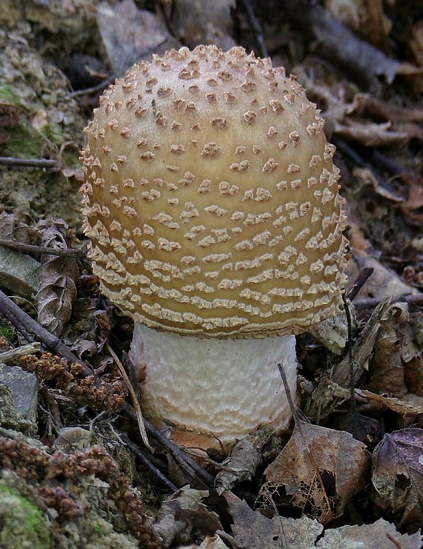 muchotrávka červenkastá Amanita rubescens Pers.