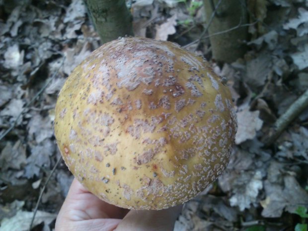 muchotrávka červenkastá Amanita rubescens Pers.