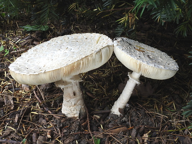 muchotrávka Vittadiniho Amanita vittadinii (Moretti) Vittad.