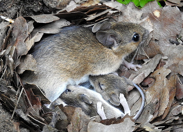 myšice lesní Apodemus flavicollis