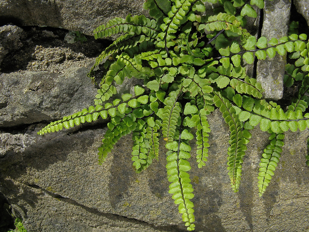 slezinník Asplenium trichomanes subsp. pachyrachis (Christ) Lovis et Reichst.