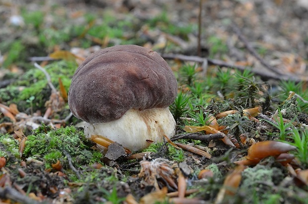 hríb sosnový Boletus pinophilus Pil. et Dermek in Pil.