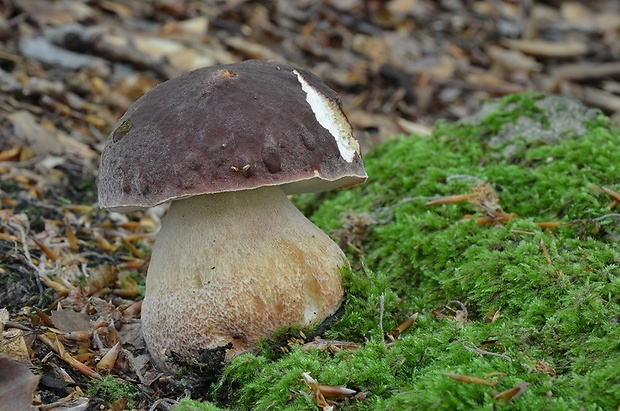 hríb sosnový Boletus pinophilus Pil. et Dermek in Pil.