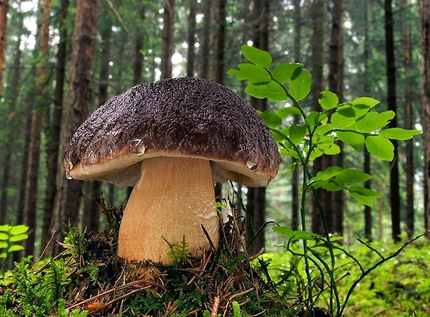 hríb sosnový Boletus pinophilus Pil. et Dermek in Pil.