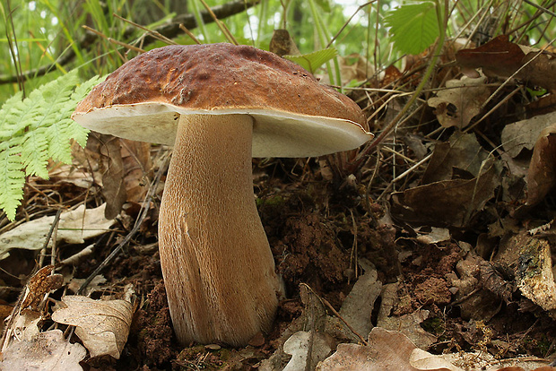 hríb dubový Boletus reticulatus Schaeff.