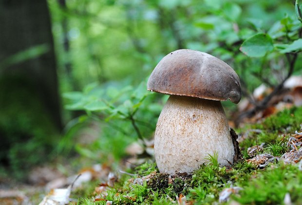 hríb dubový Boletus reticulatus Schaeff.