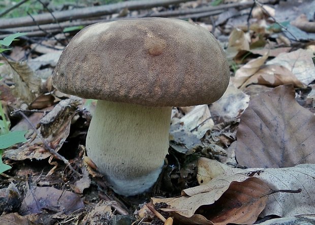 hríb dubový Boletus reticulatus Schaeff.