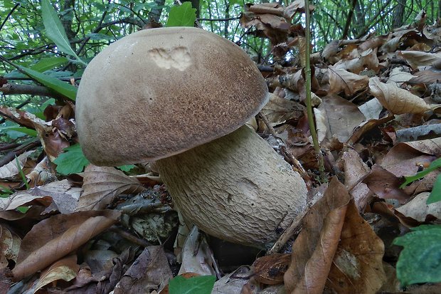 hríb dubový Boletus reticulatus Schaeff.