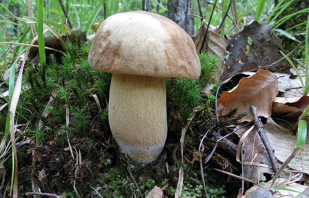 hríb dubový Boletus reticulatus Schaeff.