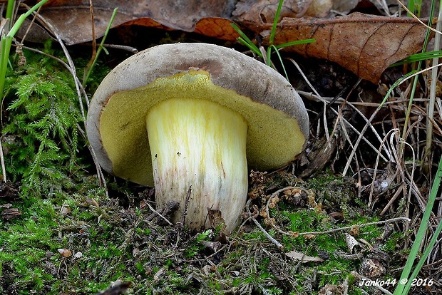 suchohríb plstnatý Boletus subtomentosus L.