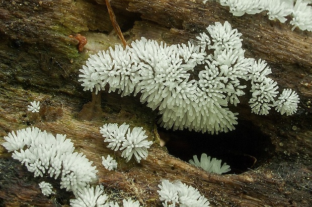 rohačka kríčkovitá Ceratiomyxa fruticulosa var. fruticulosa (O.F. Müll.) T. Macbr