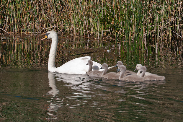 labuť hrbozobá Cygnus olor