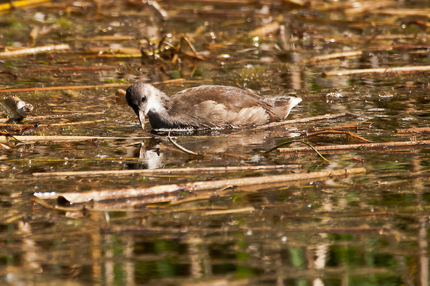 sliepočka vodná Gallinula chloropus