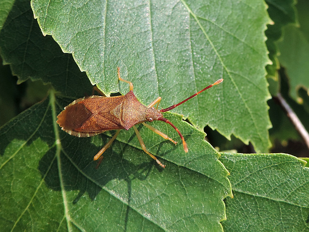 obrubnica / vroubenka keřová Gonocerus acuteangulatus Goeze, 1778