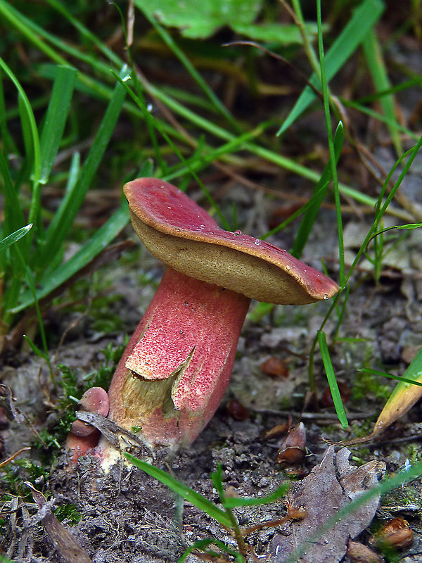 suchohríb karmínový Hortiboletus rubellus (Krombh.) Simonini, Vizzini & Gelardi