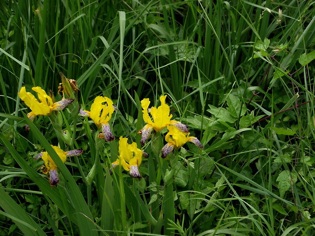 kosatec dvojfarebný / kosatec různobarvý  Iris variegata L.
