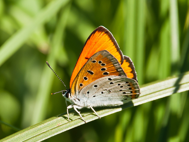 ohniváčik veľký Lycaena dispar