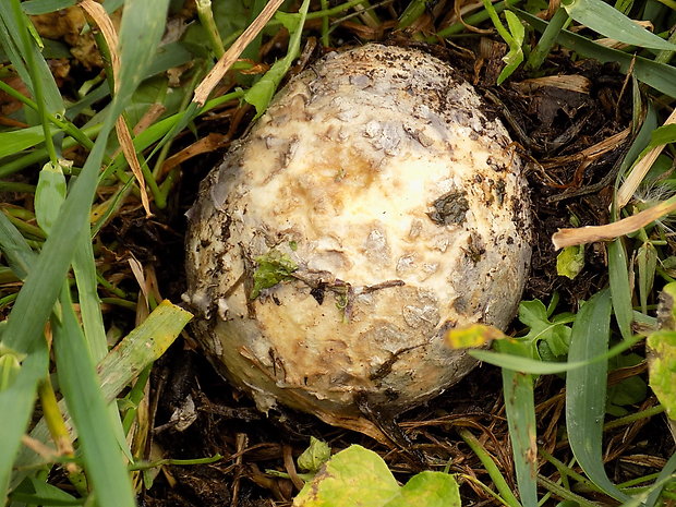 škárka kožovitá Mycenastrum corium (Guers.) Desv.