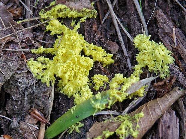 slizovka Myxomycetes