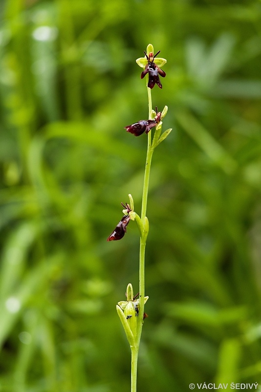 hmyzovník muchovitý Ophrys insectifera L.