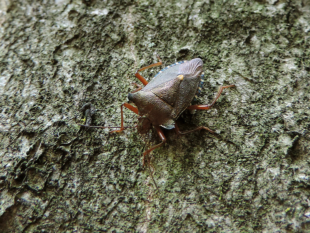 bzdocha červenonohá / kněžice rudonohá Pentatoma rufipes Linnaeus, 1758