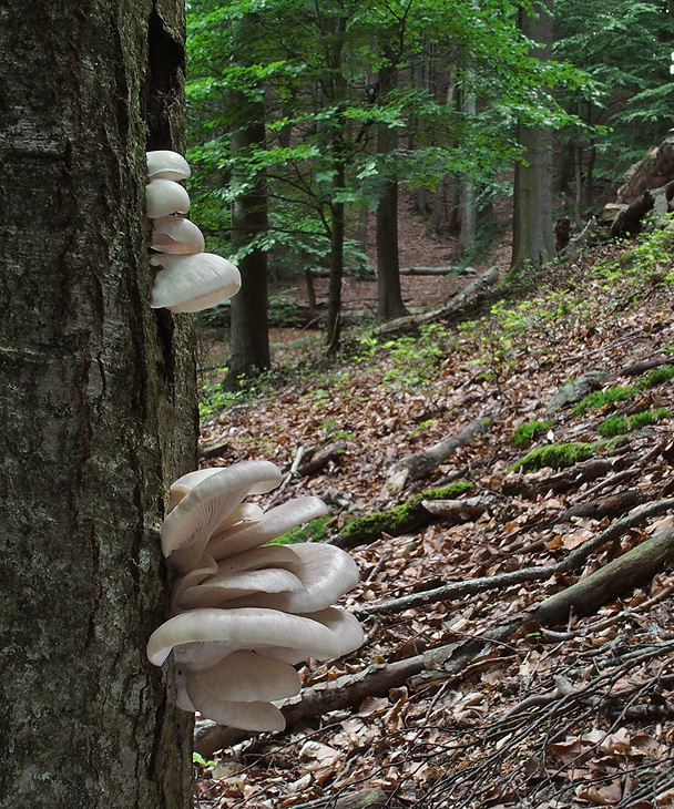 hliva buková Pleurotus pulmonarius (Fr.) Quél.