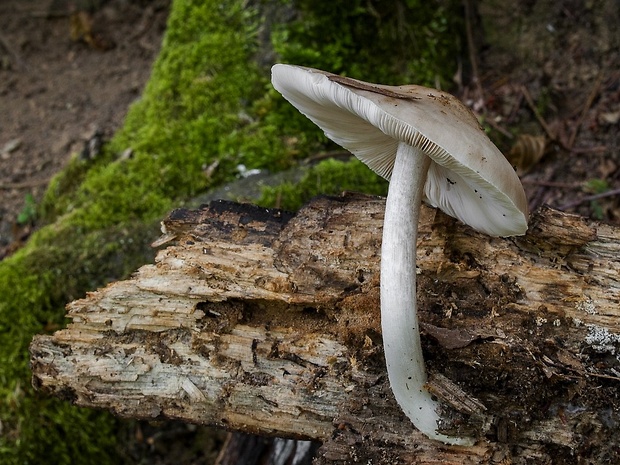 štítovka Pluteus sp.