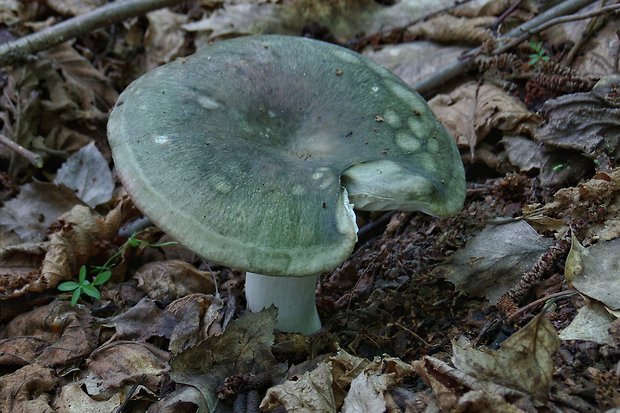 plávka Russula sp.