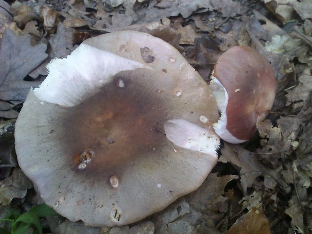 plávka Russula sp.