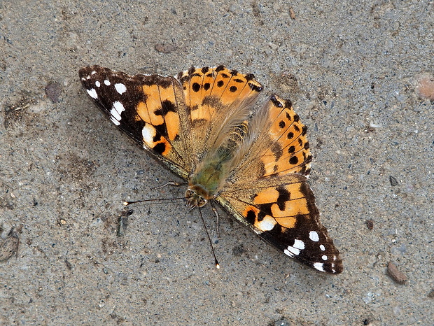 babôčka bodliaková   Vanessa cardui