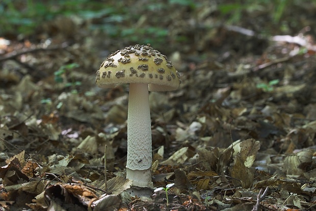 muchotrávka chrastavá Amanita ceciliae (Berk. & Broome) Bas