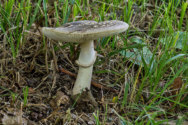 muchotrávka olivovohnedastá Amanita franchetii (Boud.) Fayod