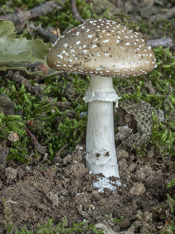 muchotrávka Amanita sp.