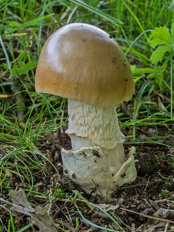 muchotrávka Amanita sp.