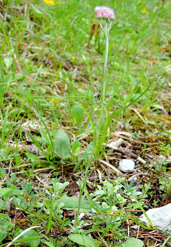 plešivec dvojdomý Antennaria dioica (L.) Gaertn.