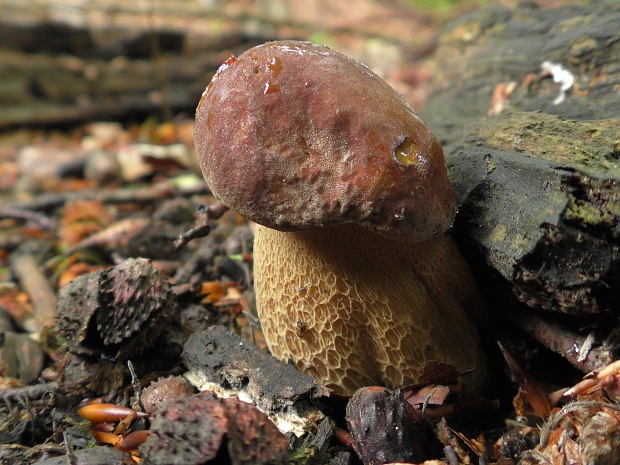 hríb dubový Boletus reticulatus Schaeff.