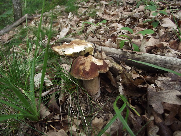 hríb dubový Boletus reticulatus Schaeff.