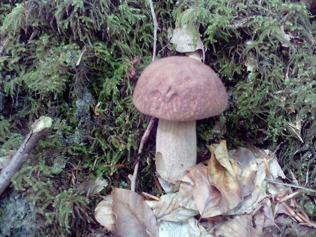 hríb dubový Boletus reticulatus Schaeff.