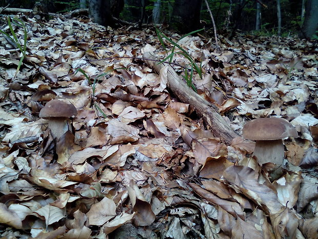 hríb dubový Boletus reticulatus Schaeff.