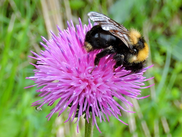 Bombus barbutellus