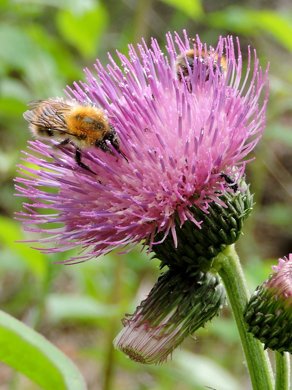 čmeľ Bombus muscorum